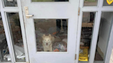 Bored husky escapes kennel and chaos follows at Alabama shelter. See the destruction