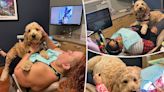 Dentist’s adorable dog snuggles up to calm down anxious patients: ‘He’s such a good boy’