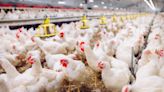 Spread Of Bird Flu To Humans Is “Enormous Concern”, WHO Warns