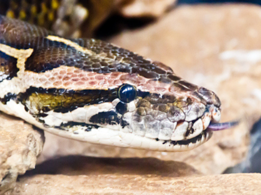 Woman went out to get medicines for her son found dead inside 30-foot python - The Economic Times