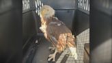 QCA rescue set to release eagle back into the wild after rehab