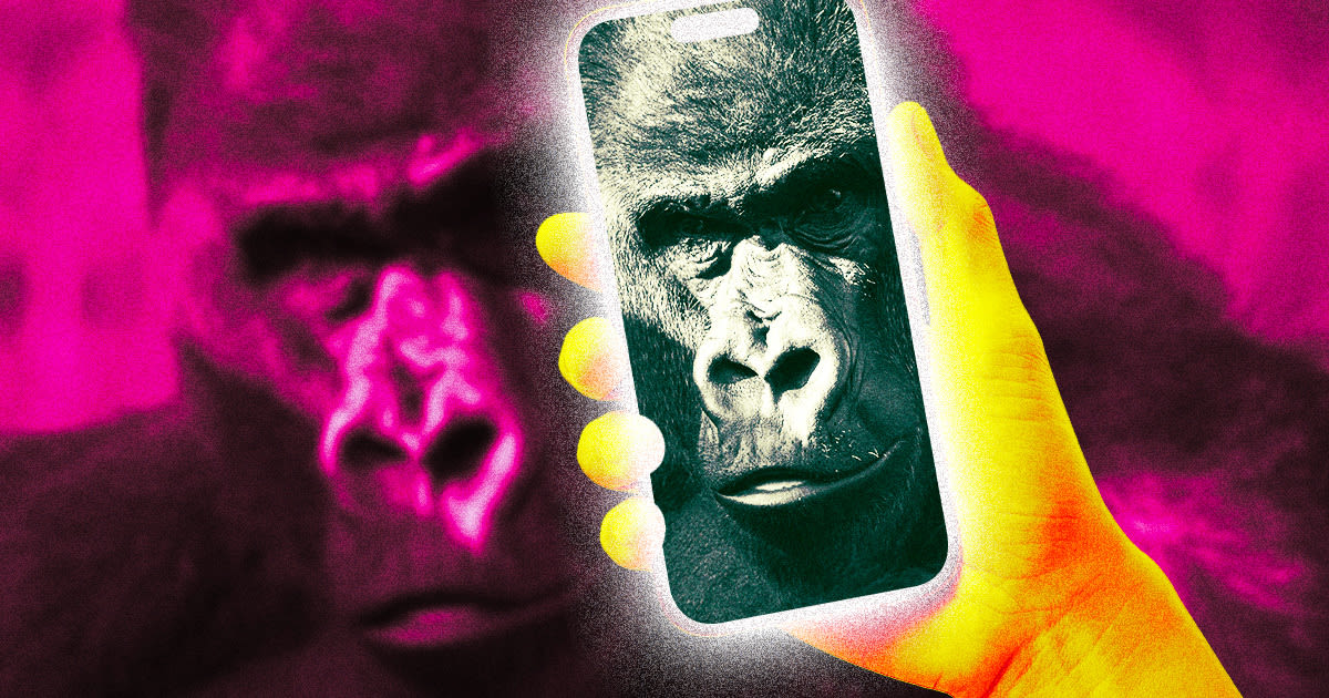 Zoos Concerned as Gorillas Become Hooked on Smartphone Videos