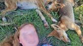 Multan a turistas por tomarse selfies con un dingo mientras los guardabosques advierten sobre el aumento de ataques de los perros salvajes