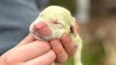 Meet the puppy born with lime green fur named 'Shamrock'