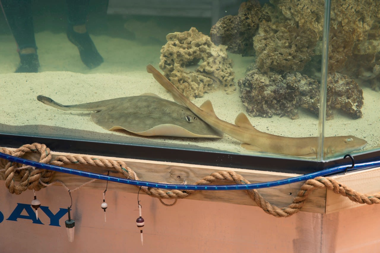 A pregnant stingray with no male companion now has a ‘reproductive disease,’ NC aquarium says