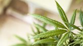 What's Going On With Tilray Stock Tuesday? - Tilray Brands (NASDAQ:TLRY)