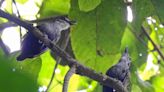 Crowdsourced Data Identifies 126 ‘Lost’ Bird Species