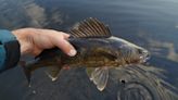 Good news for fishers as Ohio Division of Wildlife says 2023 walleye hatch 'exceptional'