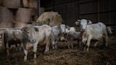 French food watchdog seeks animal welfare labels for meat, dairy, eggs