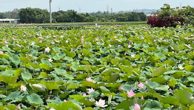 鋒面報到「及時雨」白河蓮花要開了 蓮花季下月登場