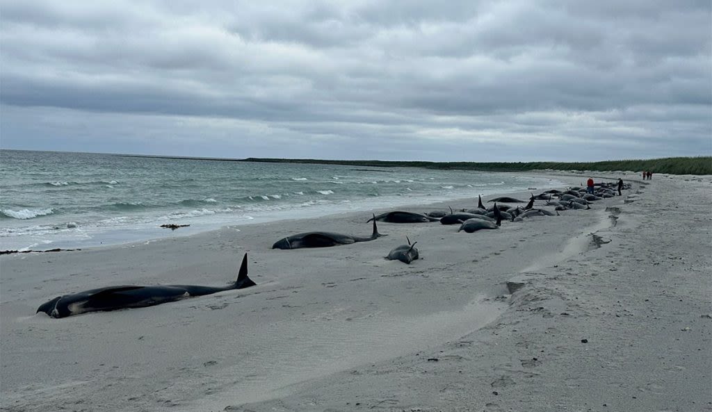 77 Pilot Whales Dead After Mass Stranding Event in Orkney