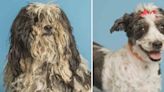 Arizona pup finalist in national shelter dog makeover contest