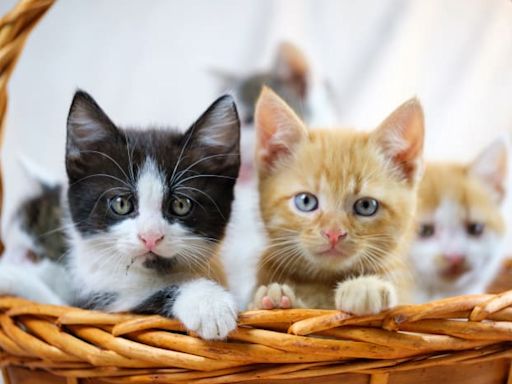 Jacksonville Humane Society invites community to suggest creative names for its new kittens