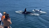 Rare white killer whale nicknamed "Frosty" spotted off California coast