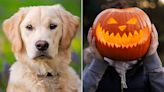 Golden Retriever Gets Scared by Outdoor Halloween Decorations in Funny Video: Watch