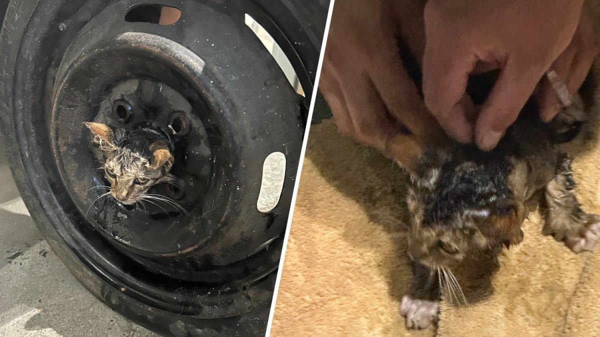 ‘Hey dude!’: Video shows moment firefighters free kitten trapped in spare tire