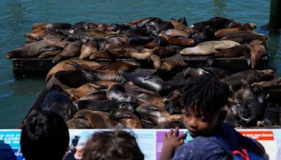 An anchovy feast draws a crush of sea lions to one of San Francisco's piers, the most in 15 years