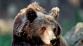 Un touriste français attaqué par un ours lors d’une promenade en Italie