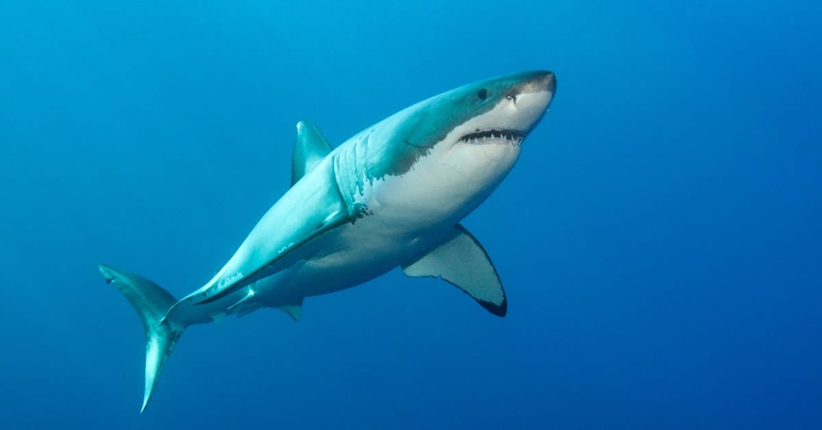 Rare Shark Bite Suspected at Popular East Coast Beach