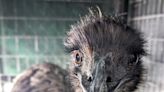 Zilker Park gets unexpected visitors Thursday evening: two loose emus