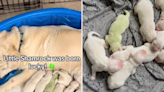 Real-life "key-lime green" golden retriever puppy born in Florida