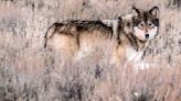 Wyoming highlights increase in wolf population, decrease in livestock loses