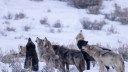 As Wolf Management Debate Reaches a Fever Pitch, the Interior Department Hires a National Mediator