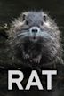 Rat