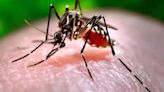 Bengaluru Dengue Cases Surge To 3,770, Helpline Numbers Issued And Nodal Officers Appointed