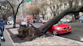 Large tree falls on top of car on Upper East Side in NYC