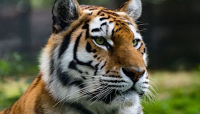 Una serie de muertes de tigres malayos preocupa a los expertos: qué sucederá con estos felinos que están en riesgo de extinción