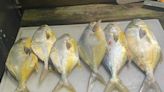 Pompano season means pompano rigs, which aren't just for pompano. True story