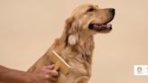 The best dog brushes for all coat types