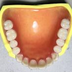 森尼3C-好品質 上半口牙齒模型14顆(不能帶著吃飯)不支持退貨-品質保證