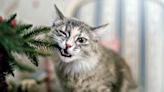 How to stop a cat from eating plants?