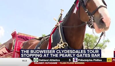 Budweiser Clydesdale celebrates partnership with ‘Folds of Honor’