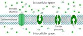 Facilitated diffusion