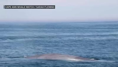 Rare blue whale — world's largest animal — spotted off Gloucester