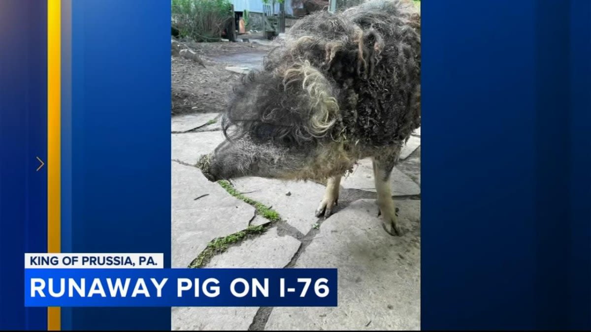 Watch: Curly-haired pig rescued after trailer escape on Pennsylvania highway