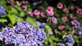 Everything is coming up hydrangeas as thousands flock to 10-day Cape Cod festival