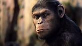 Study Suggests Chimpanzees Can Learn Human Words, Challenging Long-Held Beliefs About Ape Vocal Abilities