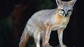 Desert Museum closed Wednesday after wild fox bit staffer