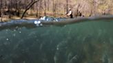 Rare fish migration transforms Tennessee creek