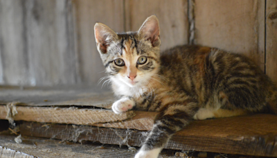 Farmer Desensitizes Tabby Kitten to Chickens with a Happy Little Dance