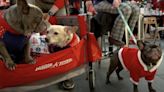 Dogs wear ugly Christmas jumpers for rescue centre's annual festive party