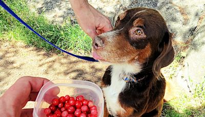 Can Dogs Eat Cranberries? Yes and No