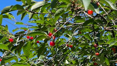 A bowl of cherries: Abundant red fruit brightens the neighborhood known as ‘The Flats’ | Juneau Empire