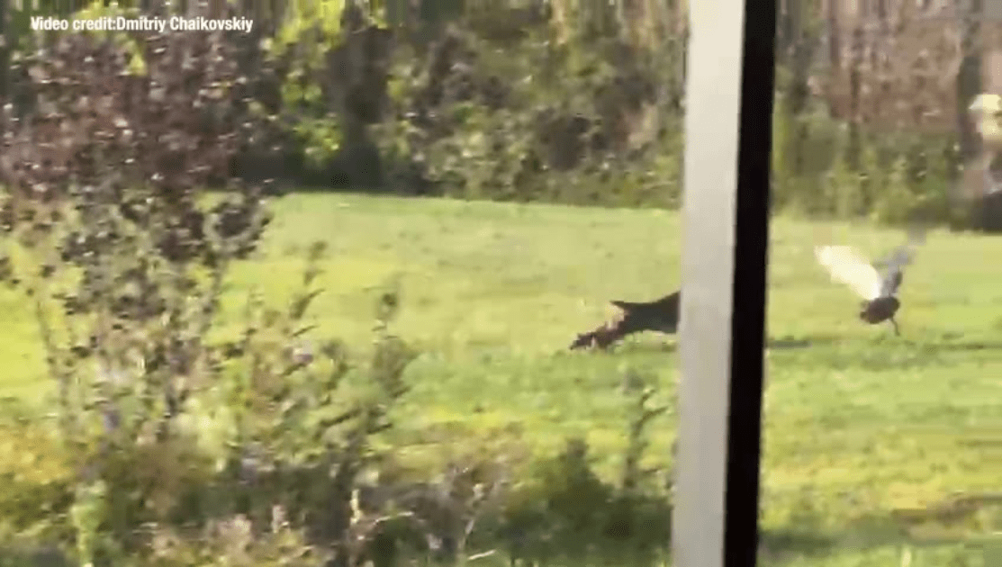 WATCH: Bobcat prowls Wesley Chapel backyard before snatching duck mid-flight