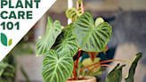 Philodendron Care 101