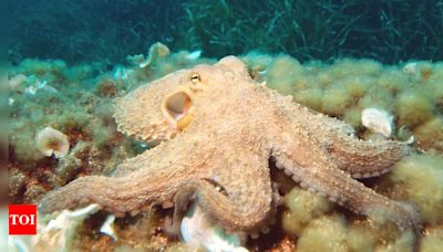 Why does octopus have blue blood? | - Times of India